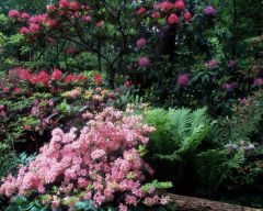 Tapeta Nature Flowers 115.jpg